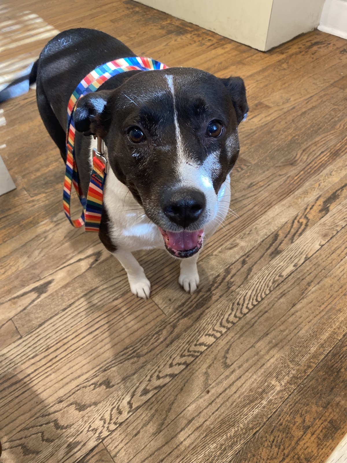 Acute Care Veterinary Clinic in West Augusta, Augusta, GA
