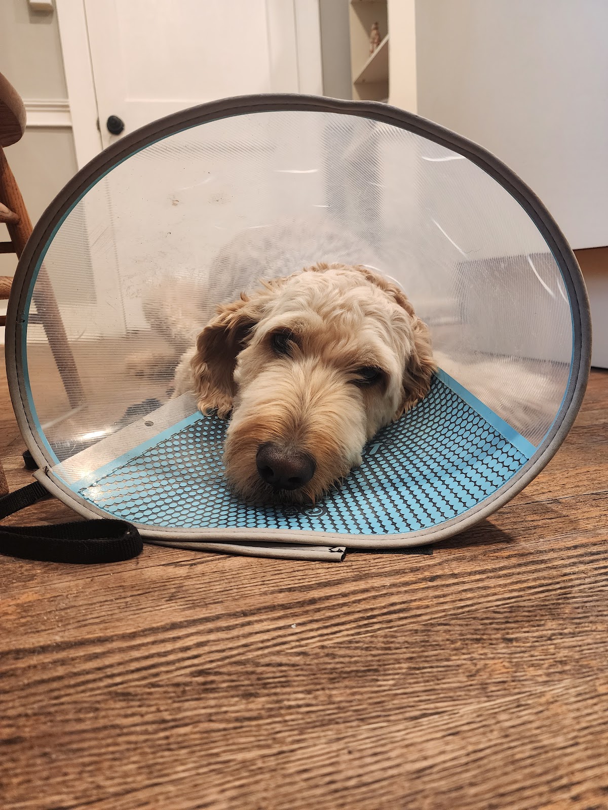 Acute Care Veterinary Clinic photo 2
