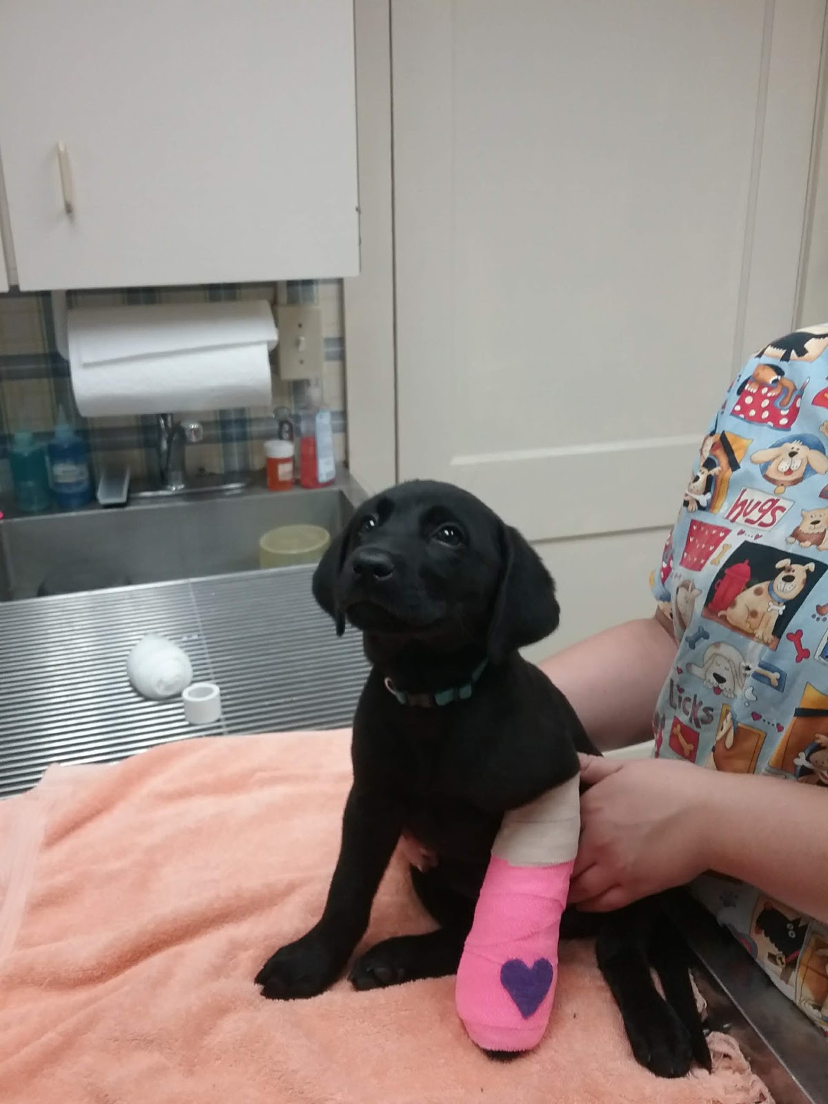 Acute Care Veterinary Clinic photo 3