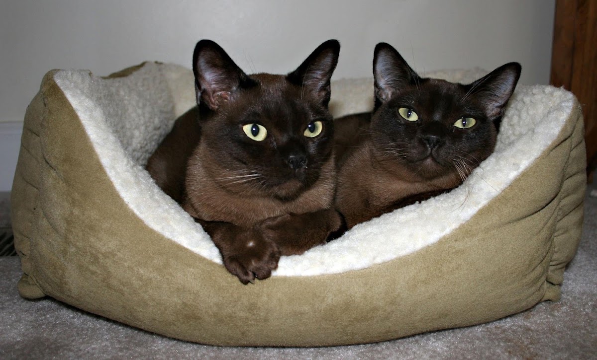Acute Care Veterinary Clinic photo 4