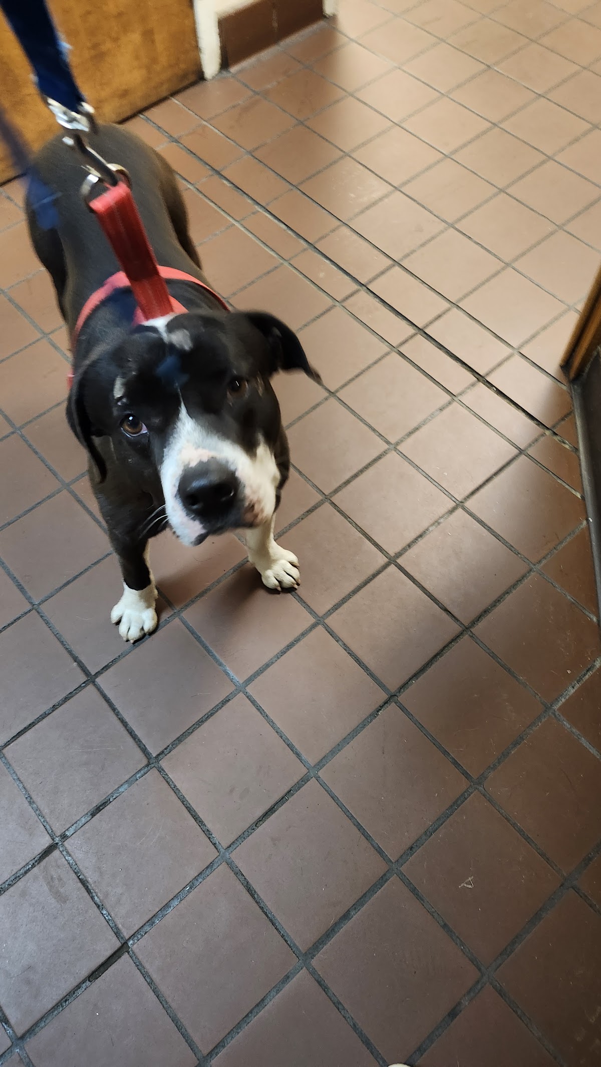 Aidmore Animal Clinic photo 2