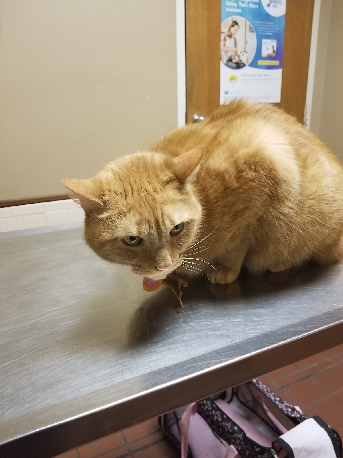 Aidmore Animal Clinic photo 3
