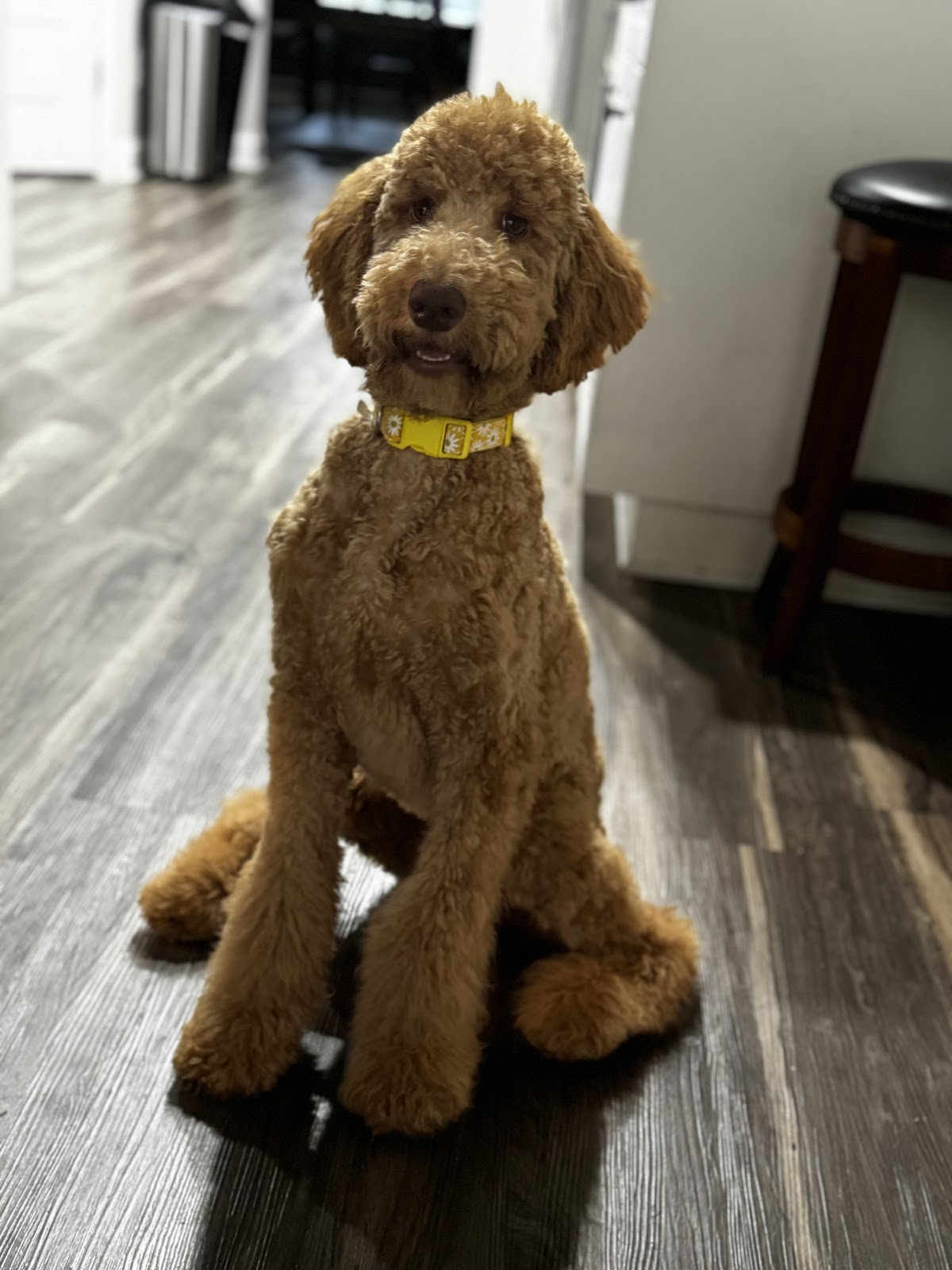 Animal Boutique - Veterinary & Pets in Augusta, GA