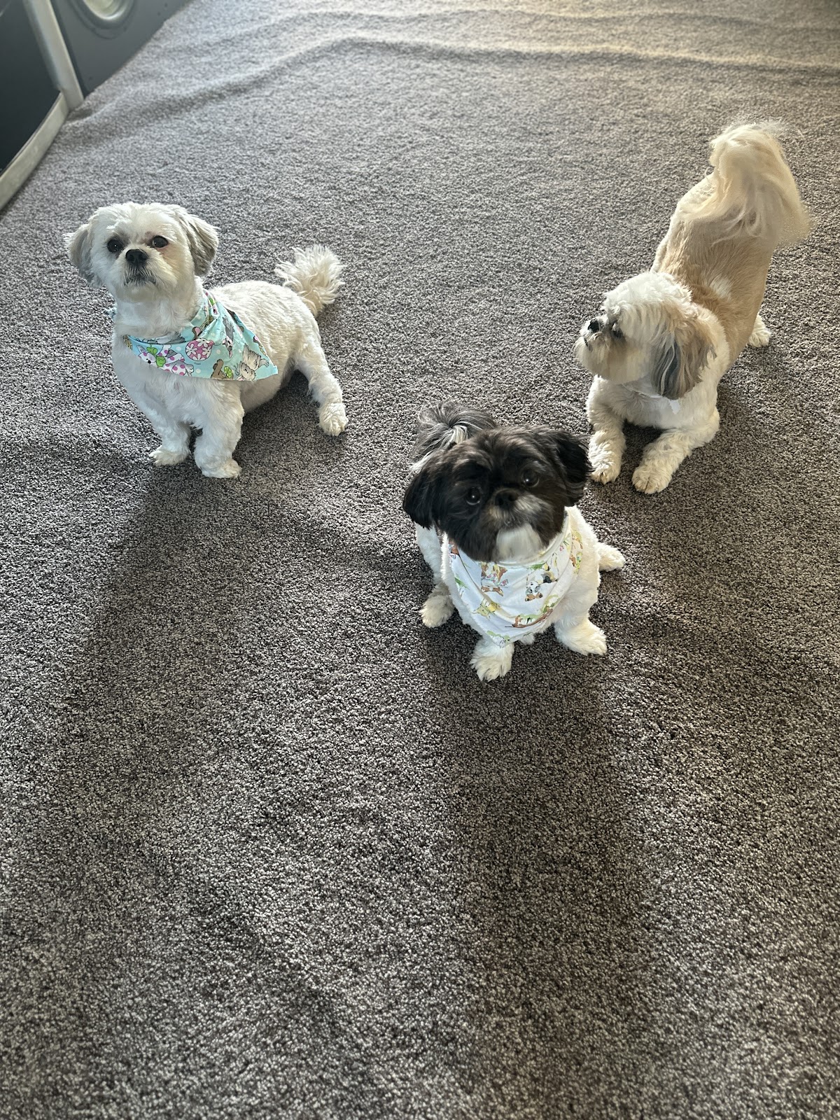 Animal Boutique photo 2