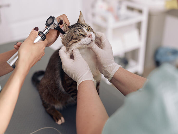Banfield Pet Hospital in West Augusta, Augusta, GA