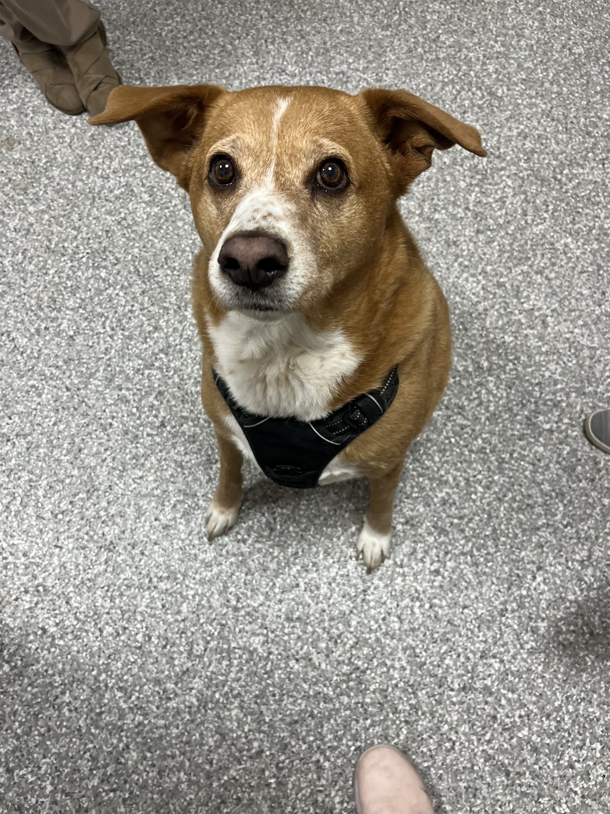 Best Friends Animal Care photo 3