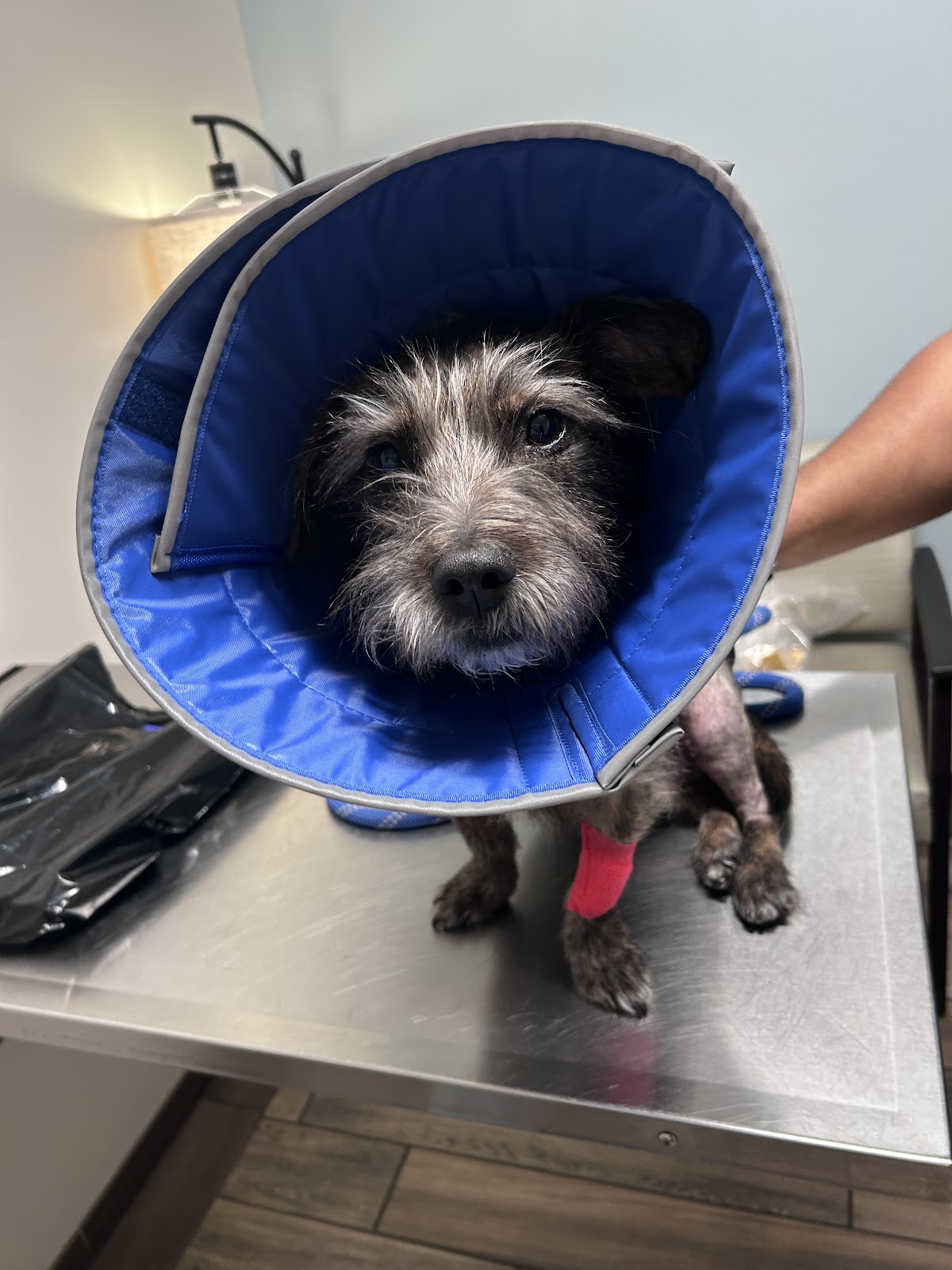 BluePearl Pet Hospital - Veterinary & Pets in Augusta, GA