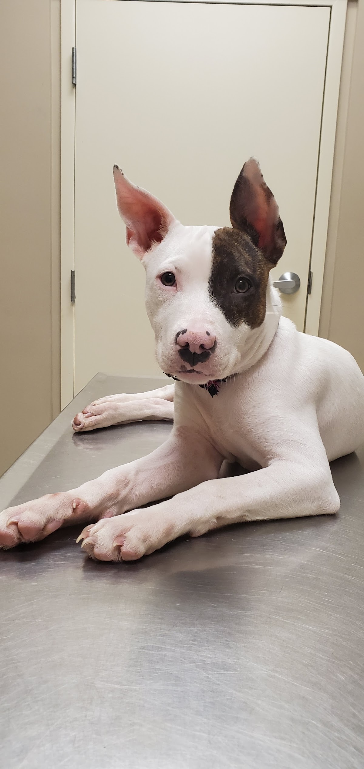 BluePearl Pet Hospital photo 3