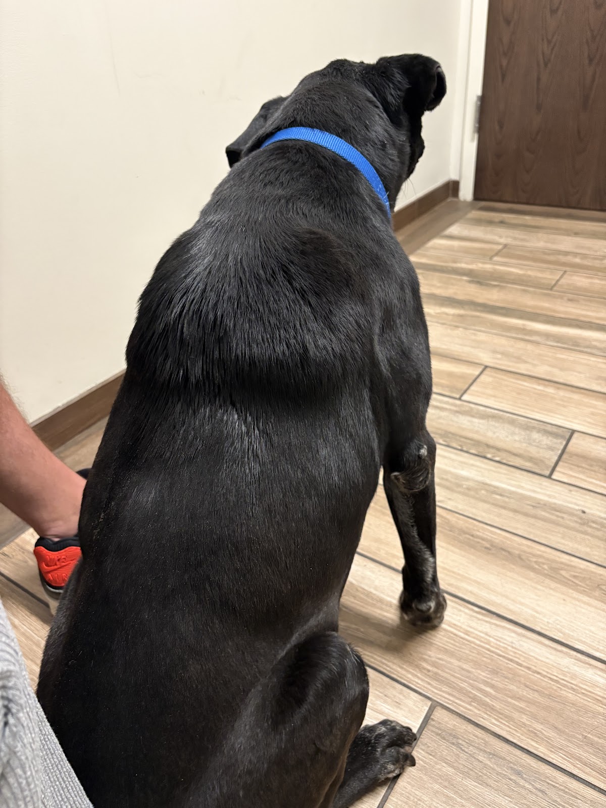 BluePearl Pet Hospital photo 4