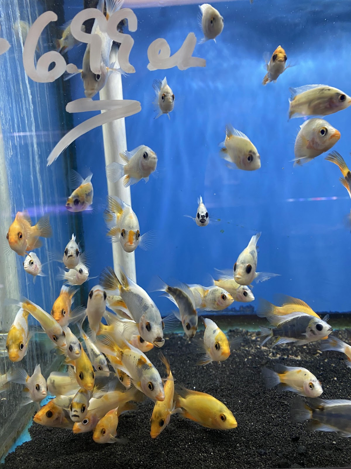 Bob's Tropical Fish photo 3