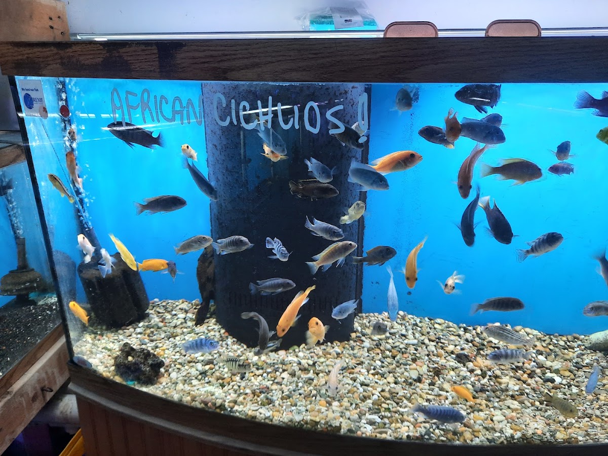 Bob's Tropical Fish photo 4
