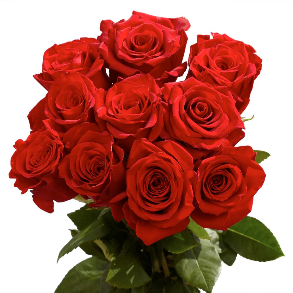 DVFlora Wholesale Flowers in South Augusta, Augusta, GA