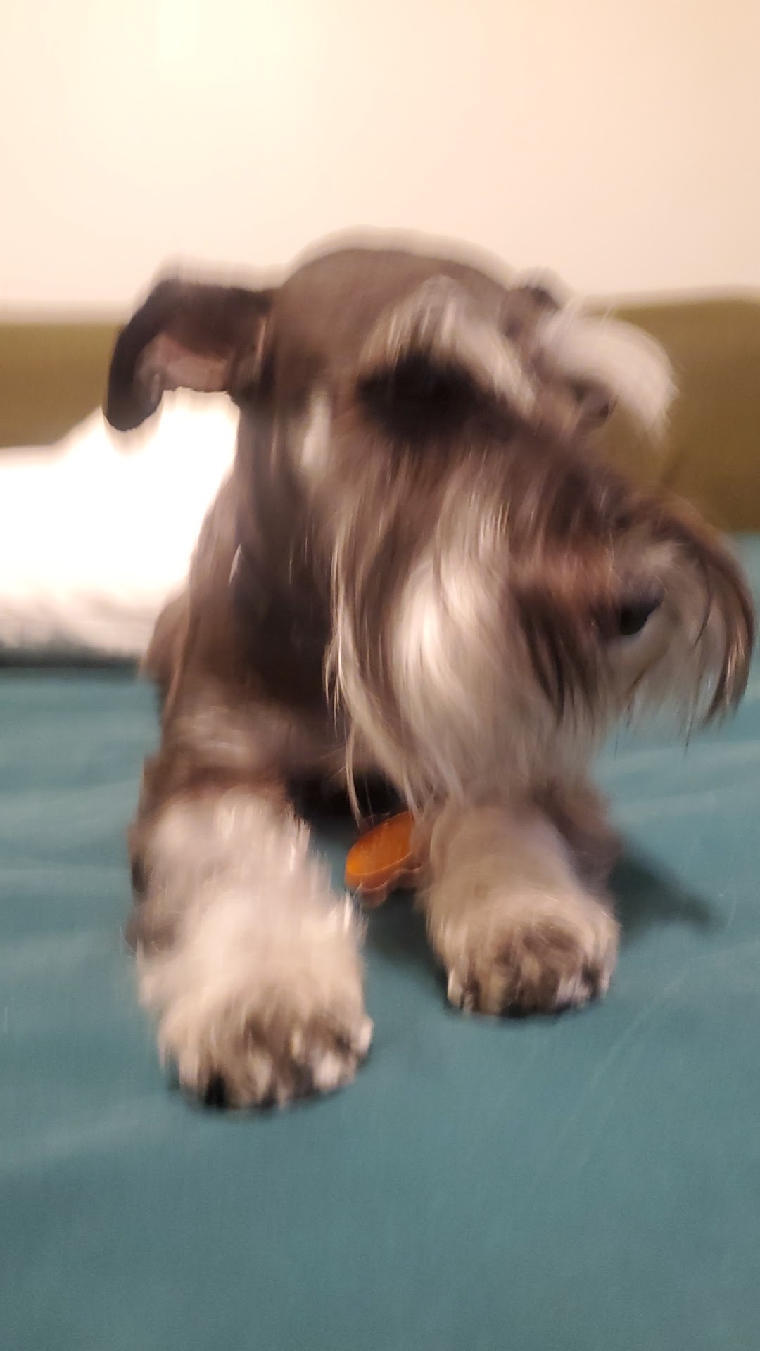 Fetch 501 photo 3