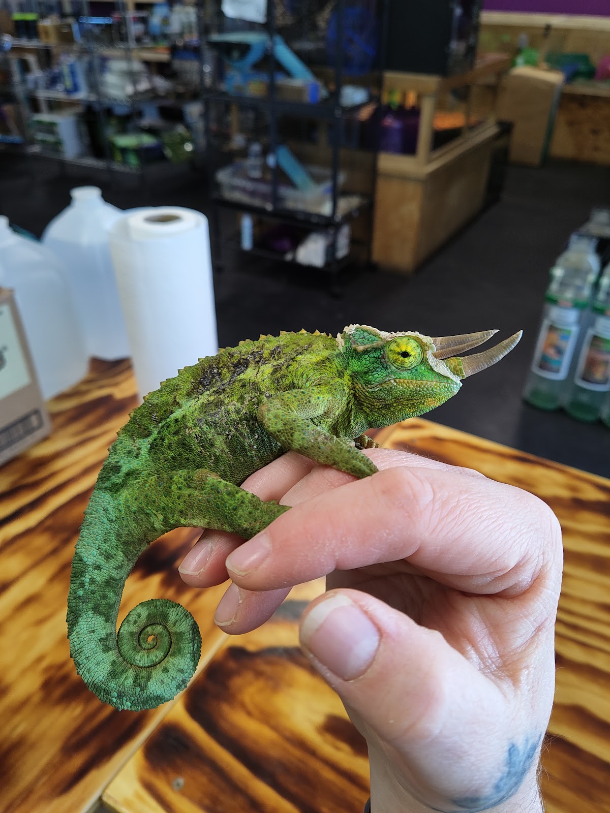 Hall's Balls & Exotics Pet Emporium photo 3