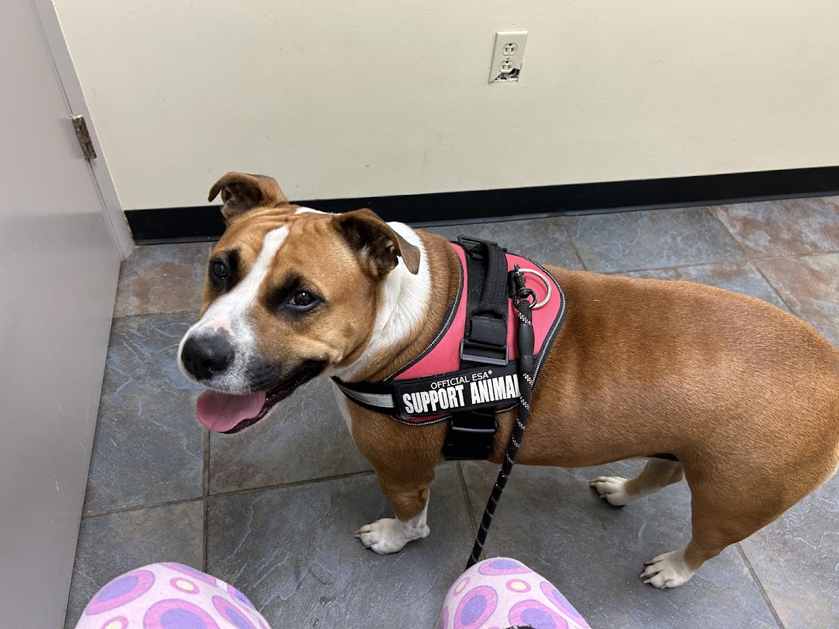 Highland Animal Hospital in Summerville, Augusta, GA