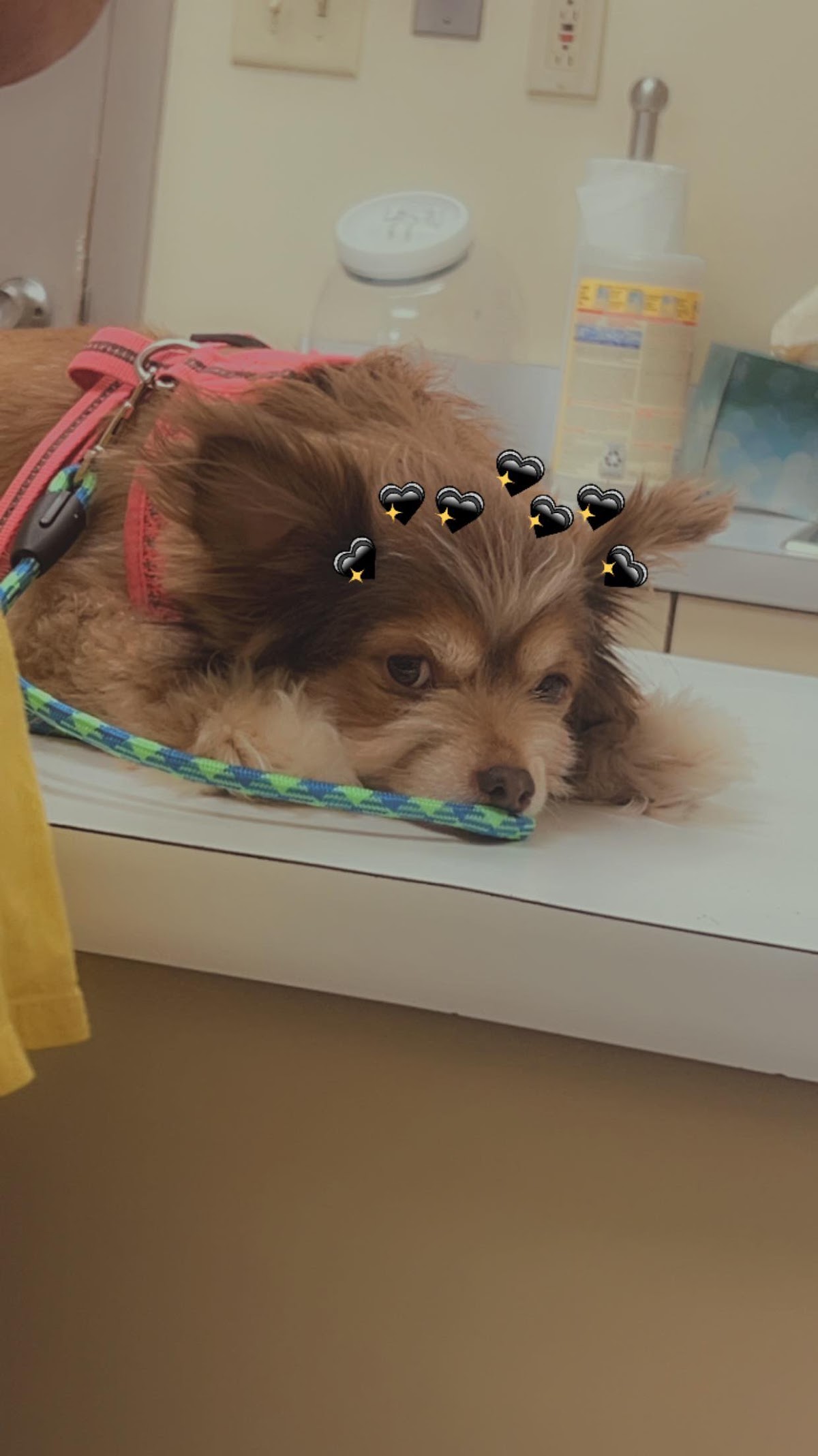 Highland Animal Hospital photo 3