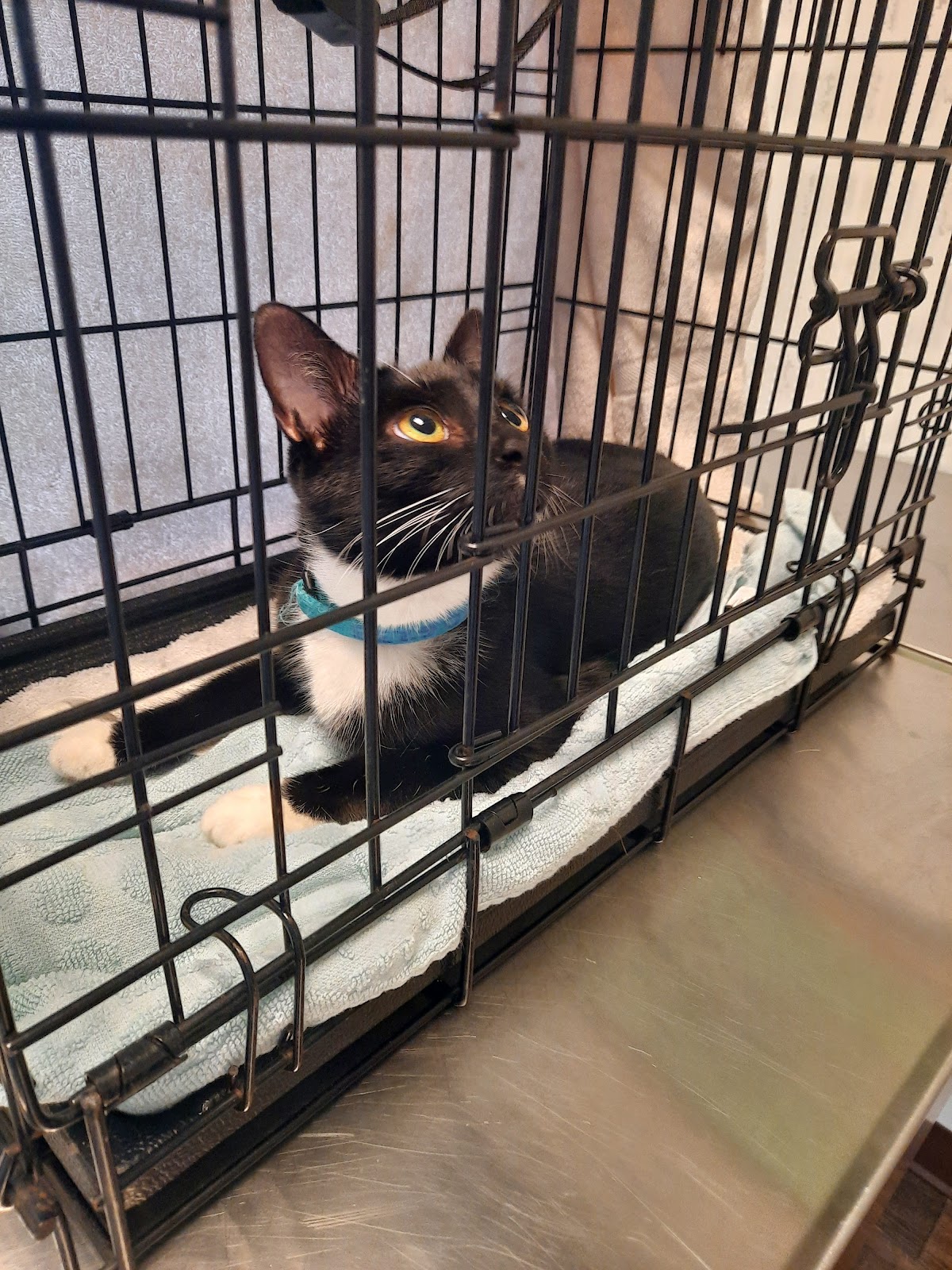 Hill High Animal Hospital photo 3