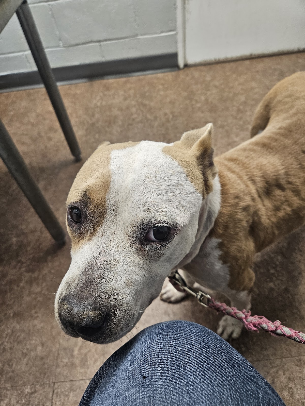 Martinez Animal Hospital in West Augusta, Augusta, GA