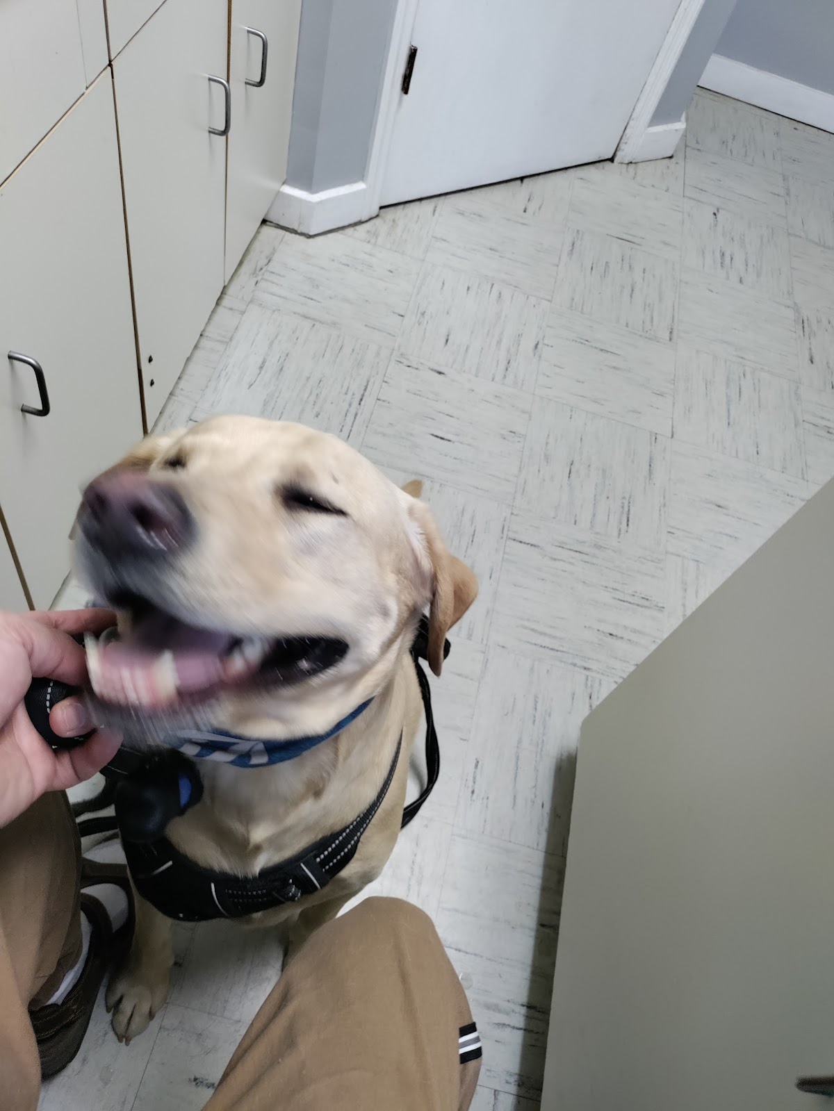 Paradise Animal Hospital photo 3