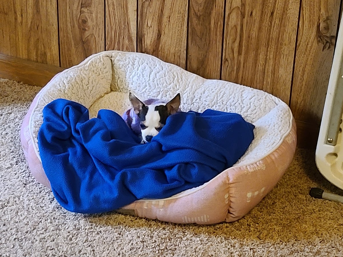 Paradise Animal Hospital photo 4