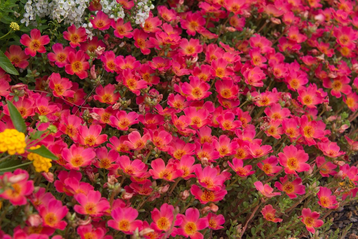 Piedmont Landscape Management - Services in Augusta, GA