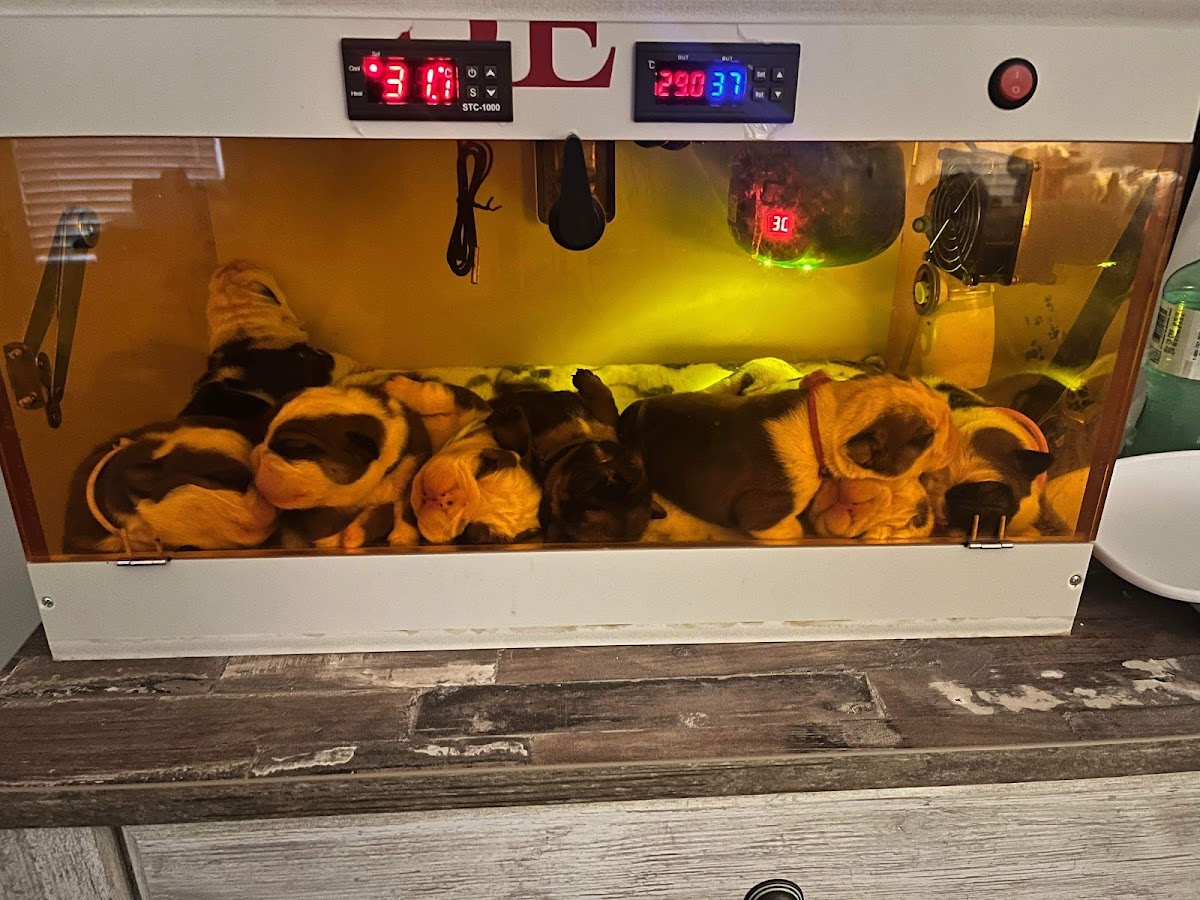 Puppy Safe Incubator - Late Night Veterinary & Pets in Augusta, GA