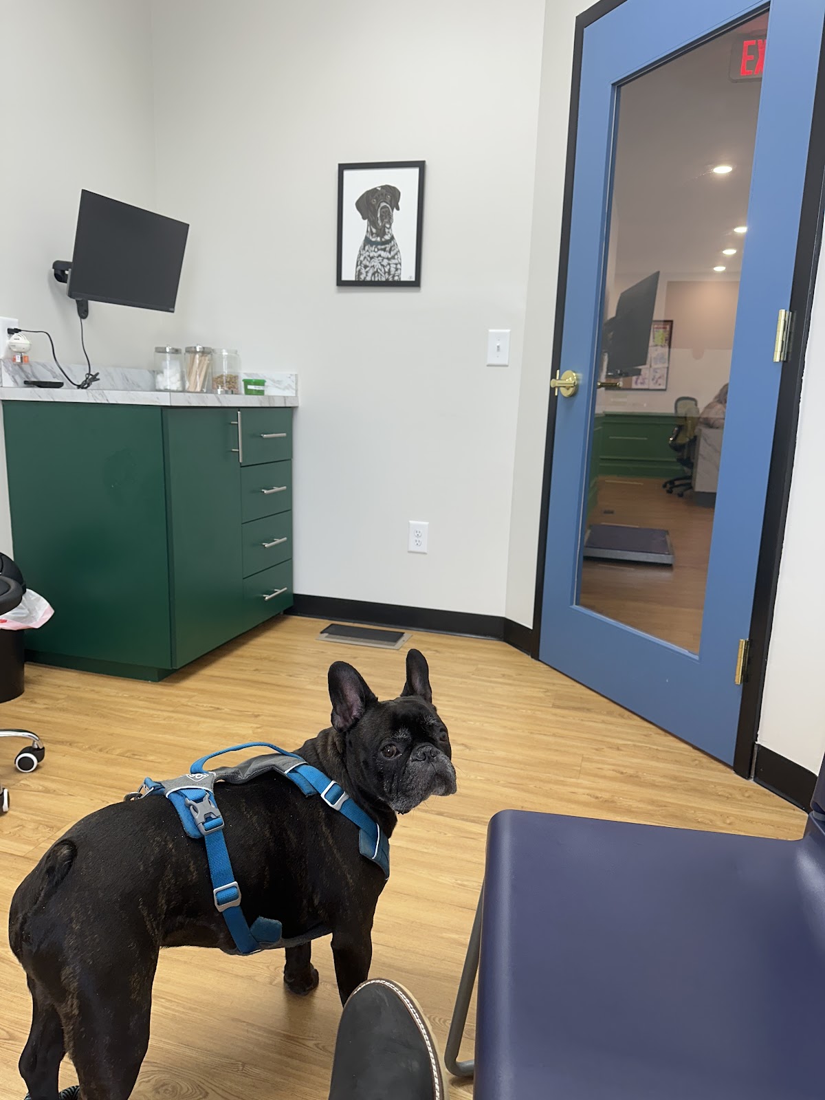 Southern Trails Vet photo 2
