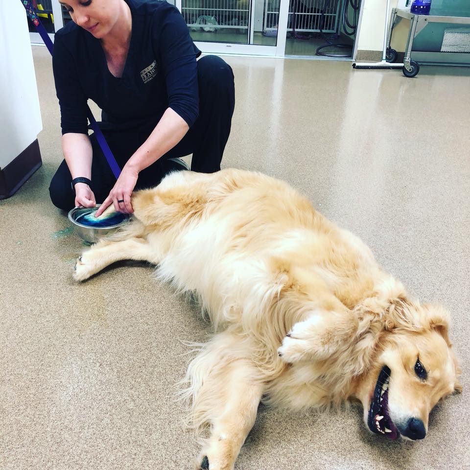 St Francis Animal Hospital photo 3