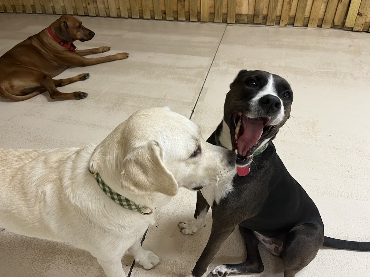 The Animal House - Veterinary & Pets in Augusta, GA