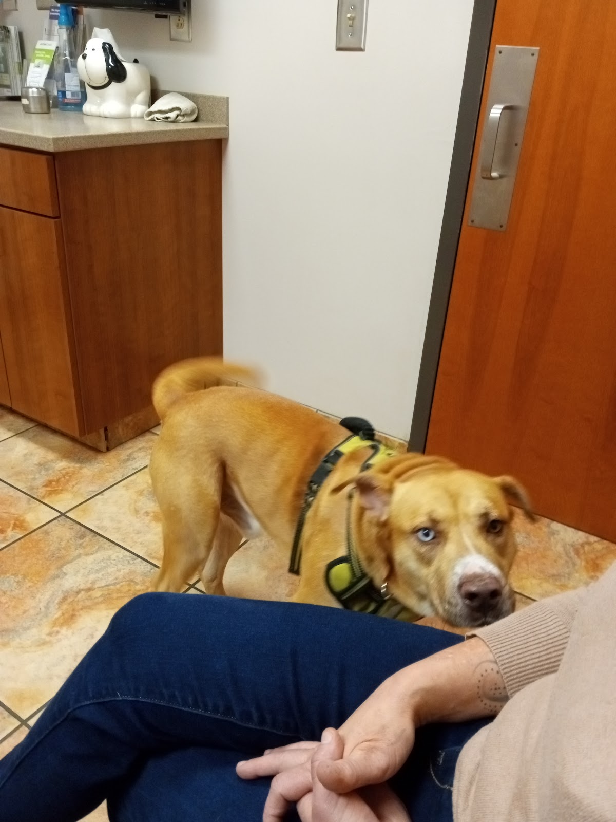 Veterinary Healthcare Associates photo 5