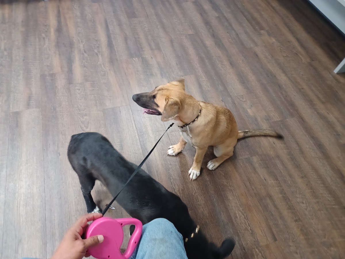 VetIQ Petcare photo 2