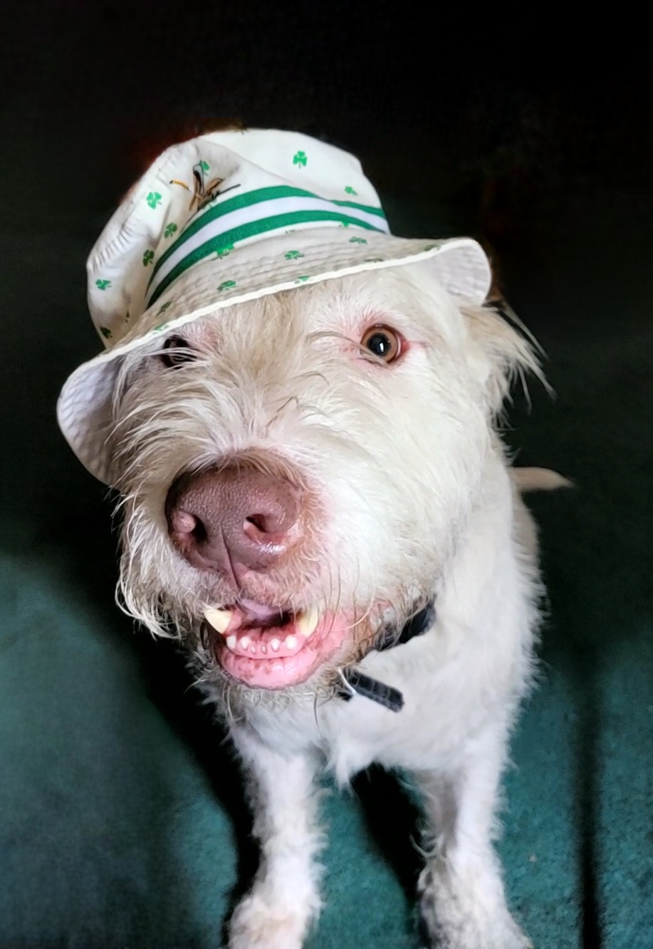 VetIQ Petcare photo 5