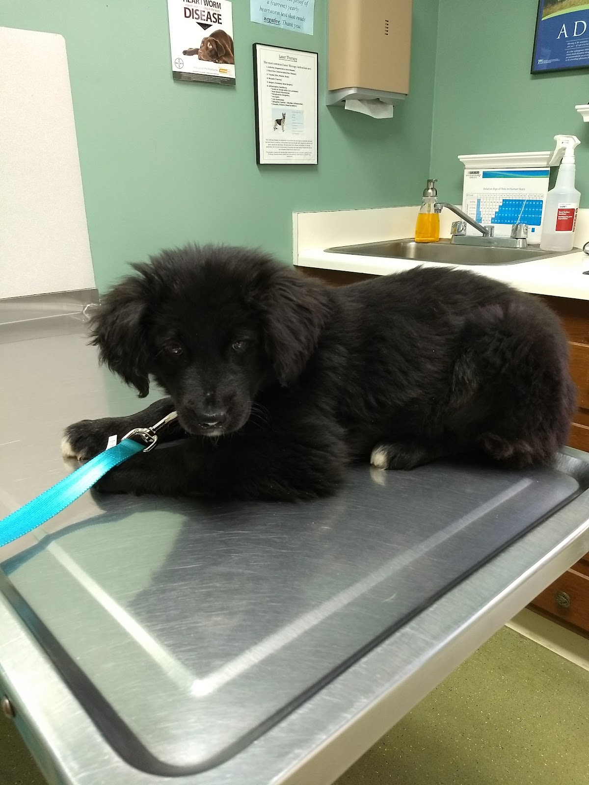 Westside Animal Hospital photo 3