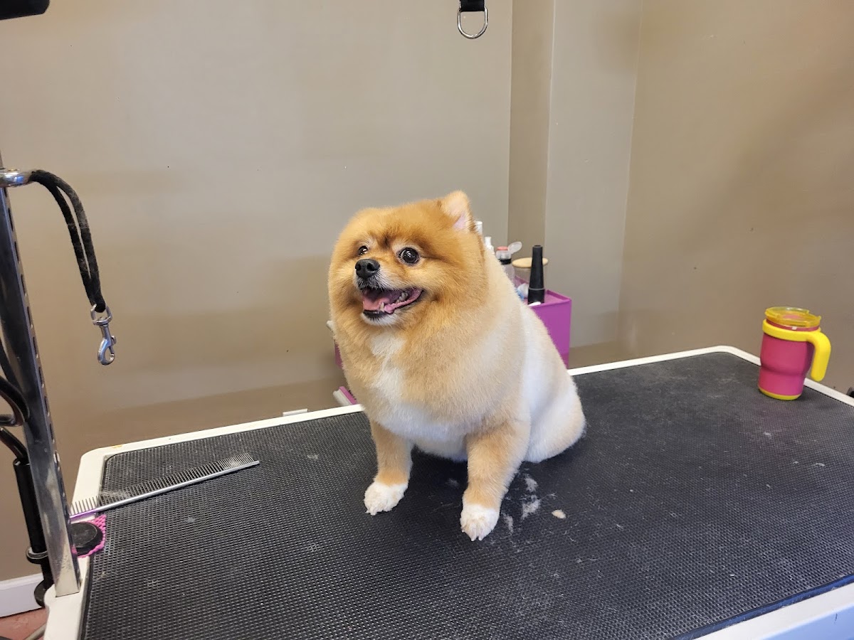 Woof Gang Bakery & Grooming Augusta photo 2