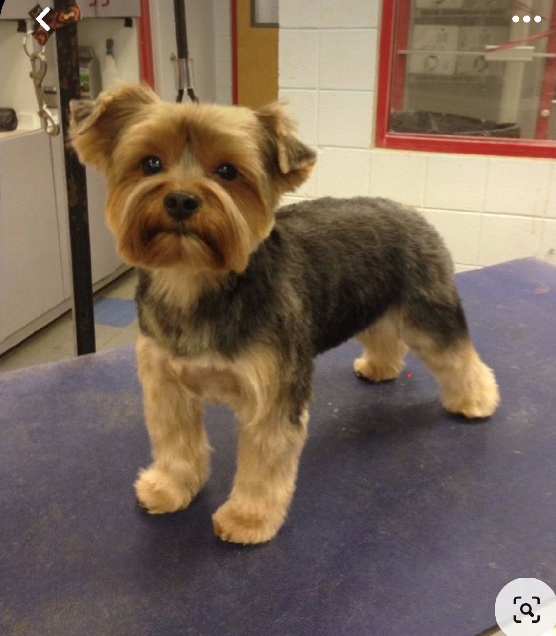 Woof Gang Bakery & Grooming Augusta photo 4