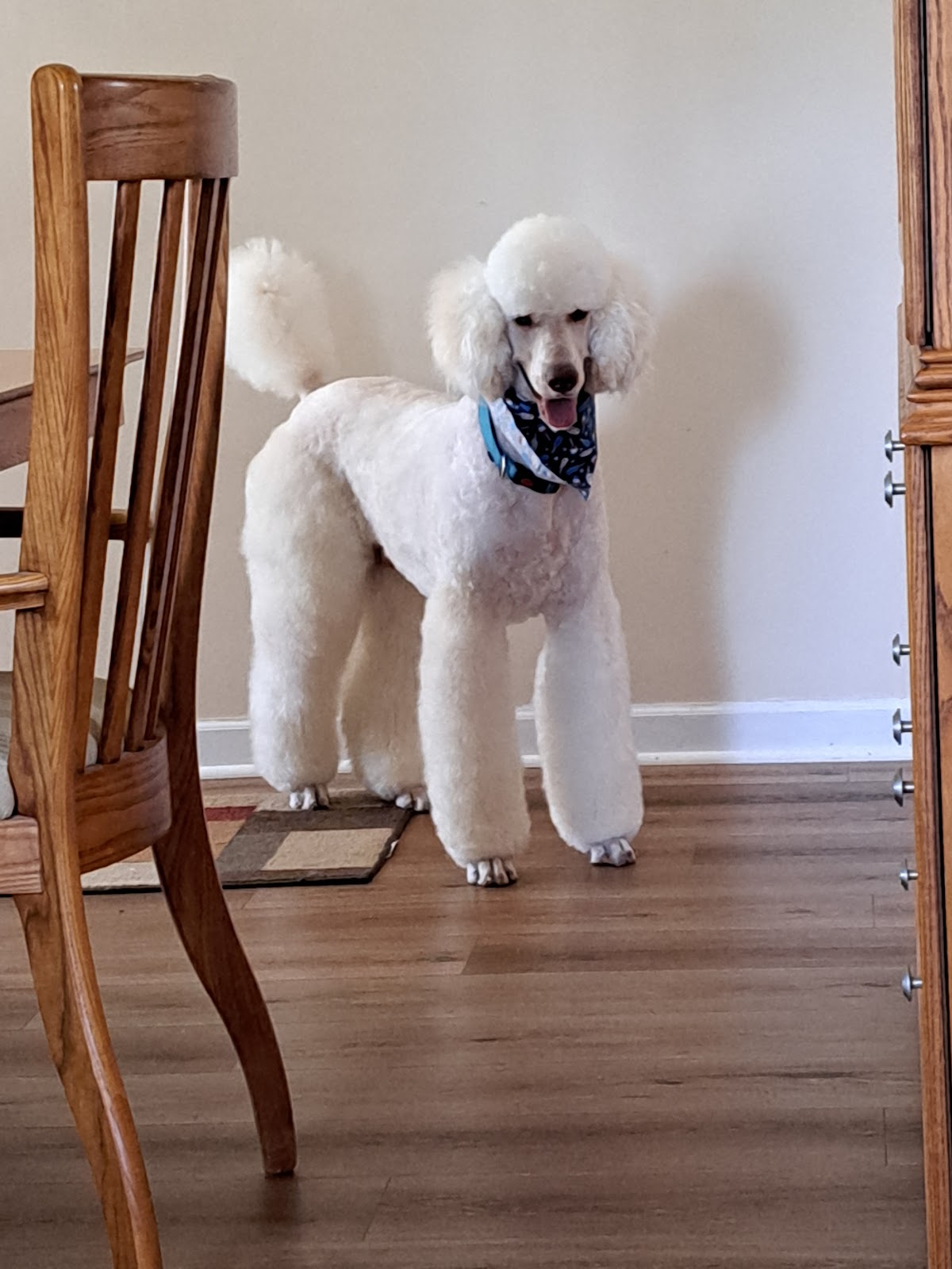 Woof Gang Bakery & Grooming Augusta photo 5